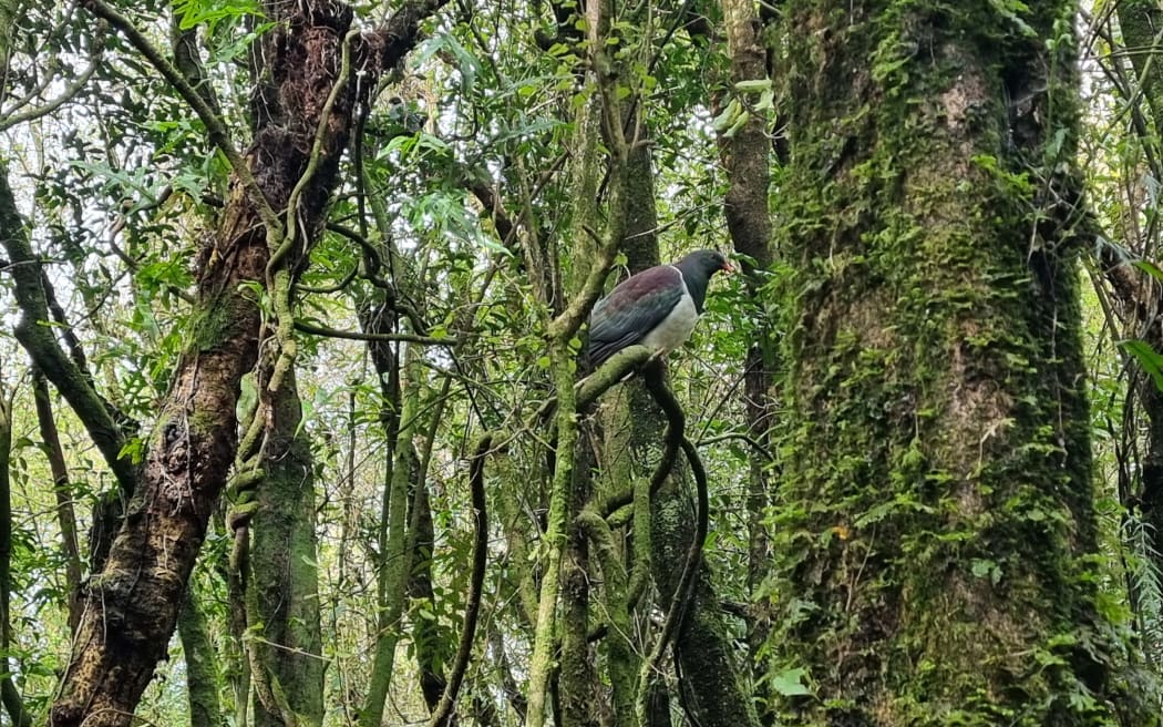 A kererū in the Waitangiroto Nature Reserve.
