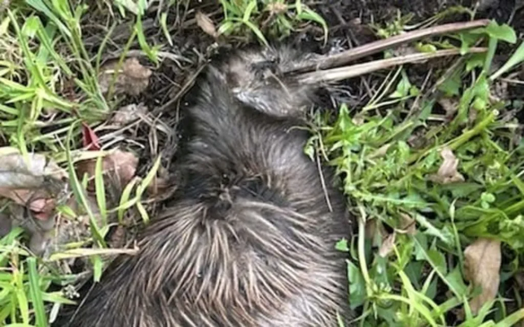 A kiwi has been killed after a dog attack in Porirua.