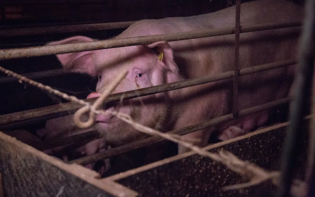 “Thao túng trắng trợn”: Ngành chăn nuôi lợn bị tố chi phối thay đổi quy định phúc lợi 5 A mother pig in a farrowing crate.
