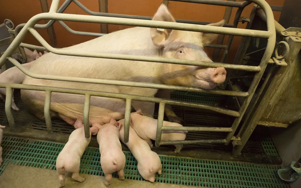 A sow farrowed in a pen.