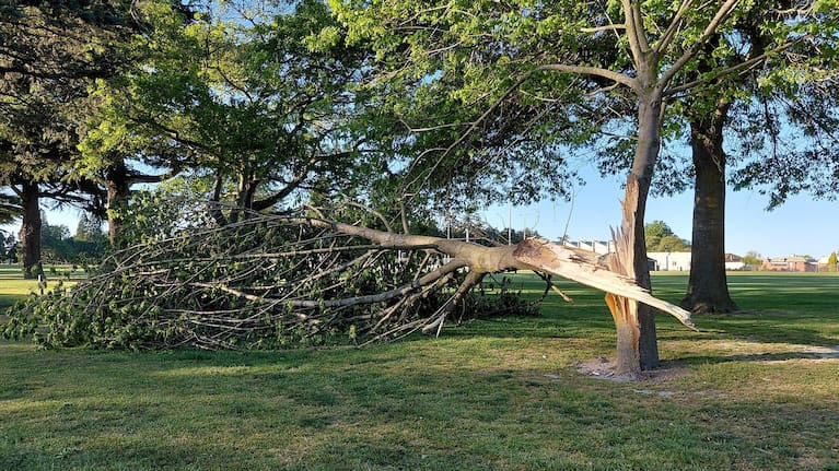 Sét đánh liên tiếp, hai nhà máy nước tê liệt giữa thời tiết khắc nghiệt 2 A tree split in Ashburton Domain.