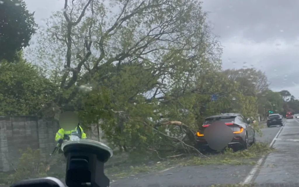 Photos of a tree that has fallen on a car in Fergusson Dr in Upper Hutt. Credit as supplied