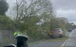 Photos of a tree that has fallen on a car in Fergusson Dr in Upper Hutt. Credit as supplied