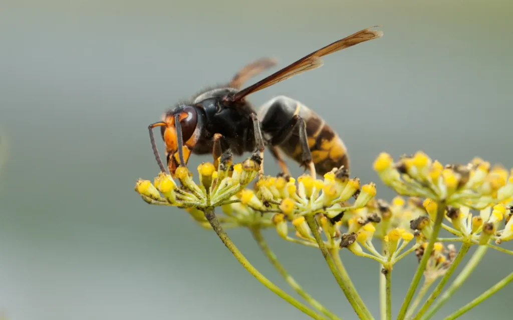 Ong bắp cày ngoại lai: Mối đe dọa 'nghiêm trọng' cho ngành mật ong 1 Vespa velutina nigrithorax, the Asian hornet, originates from Southeast Asia and is an invader wasp that has appeared in Europe in France, Spain and Portugal. Further invasions are expected in other countries of Europe
