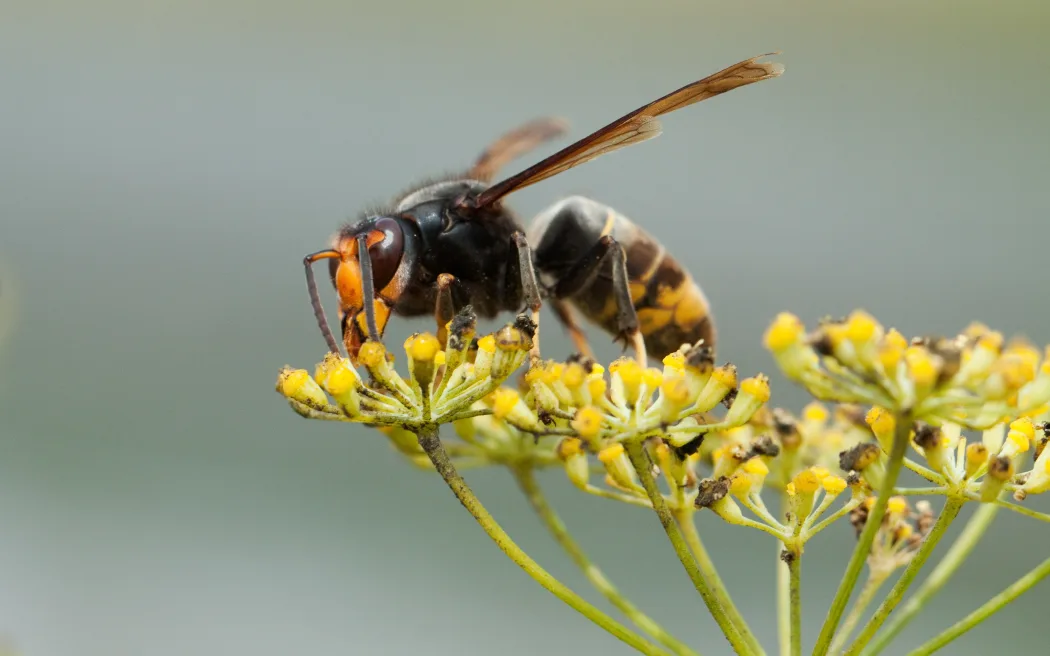Ong bắp cày ngoại lai: Mối đe dọa 'nghiêm trọng' cho ngành mật ong 52 Vespa velutina nigrithorax, the Asian hornet, originates from Southeast Asia and is an invader wasp that has appeared in Europe in France, Spain and Portugal. Further invasions are expected in other countries of Europe