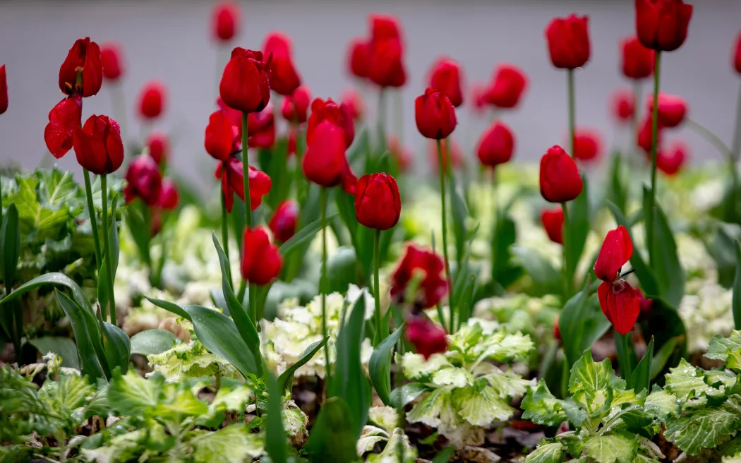 What goes into the planning for Wellington Botanic Garden
