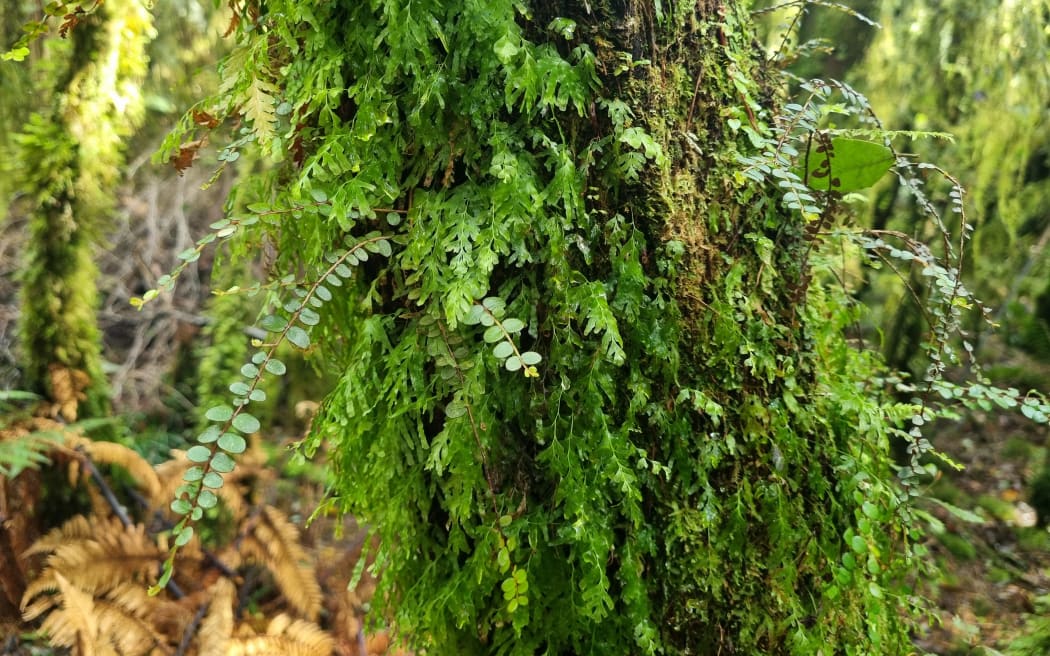 Dion Arnold said delicate plants in the Waitangiroto Nature Reserve had a better chance of survival once the predators were removed.