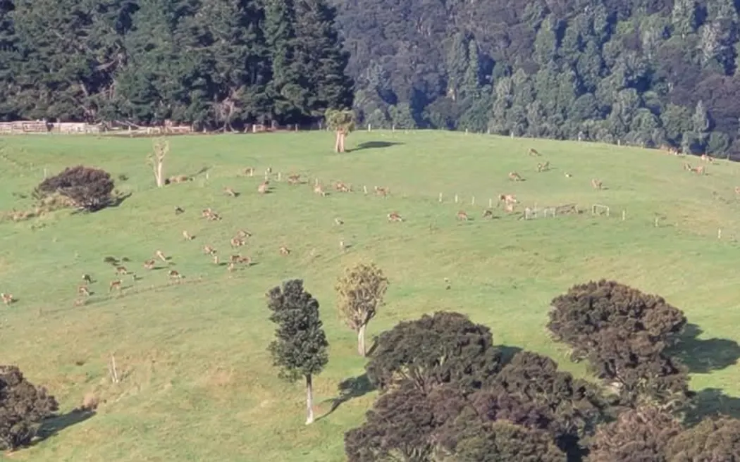 Cư dân Pōrangahau kêu gọi sửa luật lâm nghiệp sau vụ cháy lớn 5 A huge forestry fire near the Central Hawke's Bay village of Pōrangahau last week took days to extinguish.