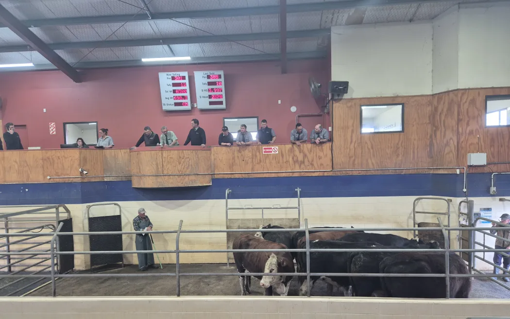 The cattle are auctioned inside.