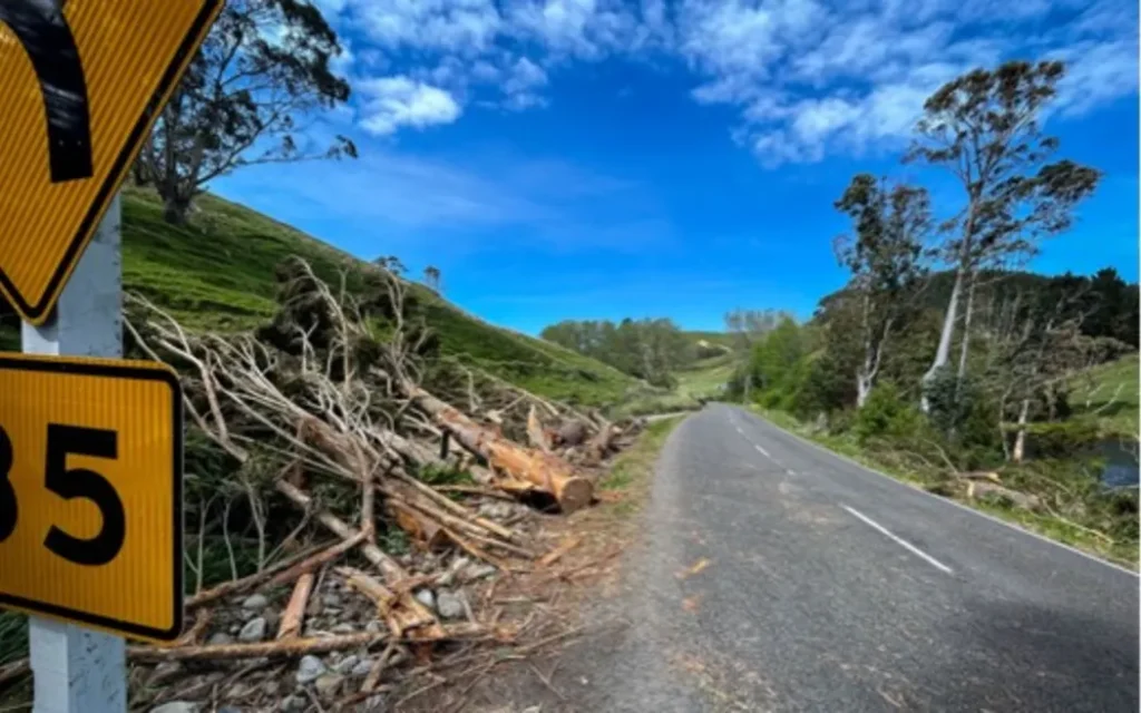 Bão càn quét Wairarapa: Cây đổ đè chết cừu, hàng loạt trang trại mất điện 1 Power lines down in Riversdale in Wairarapa