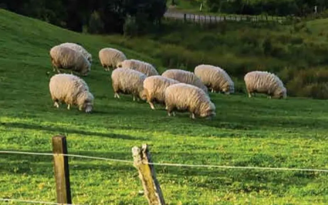 Sheep.