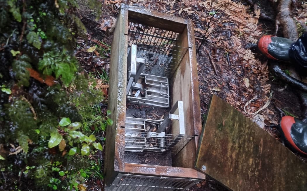 Franz Josef Wilderness Tours show visitors box traps to educate them about the predator free story.