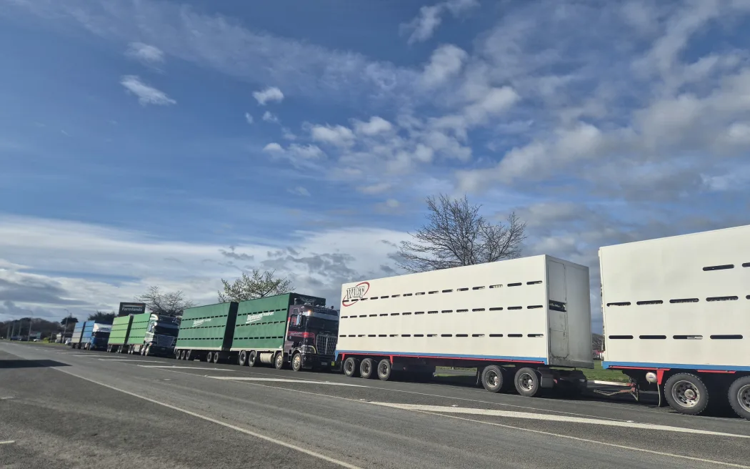 From the saleyards, the livestock are swiftly loaded back onto the waiting stock trucks and carted off.