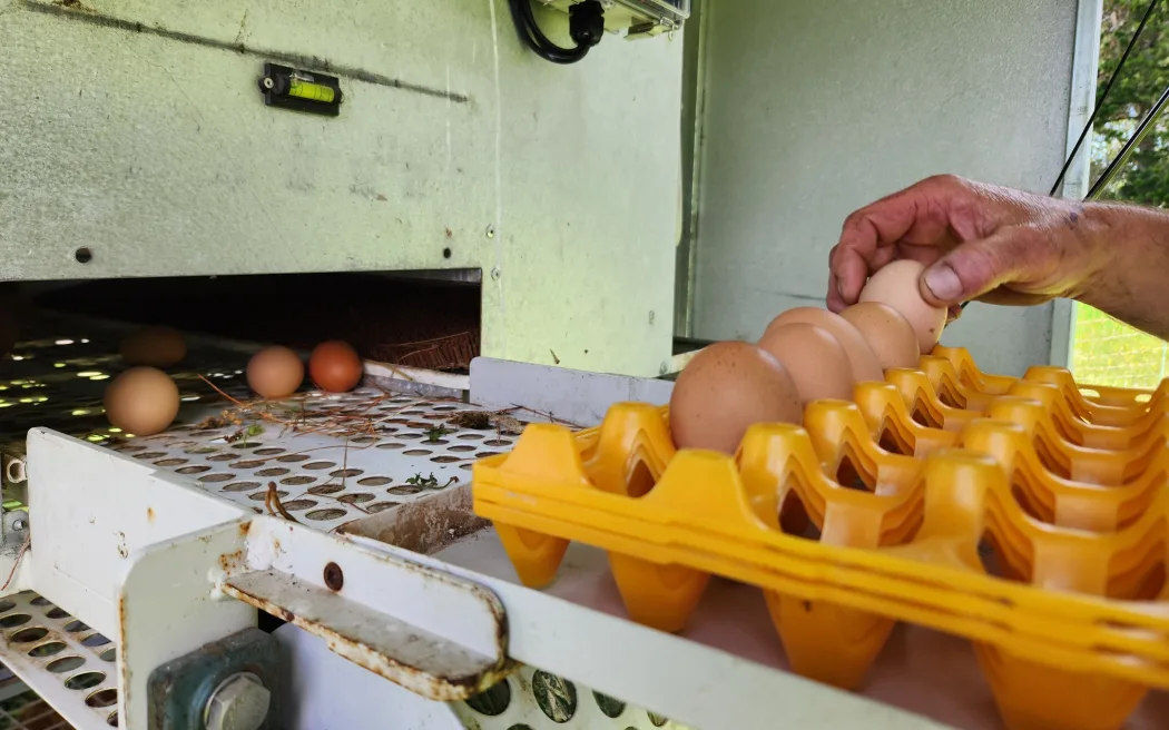 Eggs being collected from the rollaway nesting system