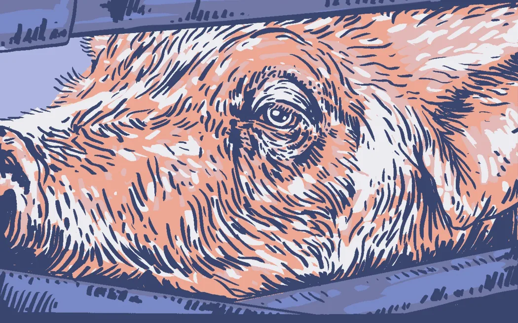 SPCA 'bất ngờ' trước luật phúc lợi lợn mới: Không được tham vấn, lo ngại 'thất bại nghiêm trọng' 3 Stylised illustration of a pig's face in a crate