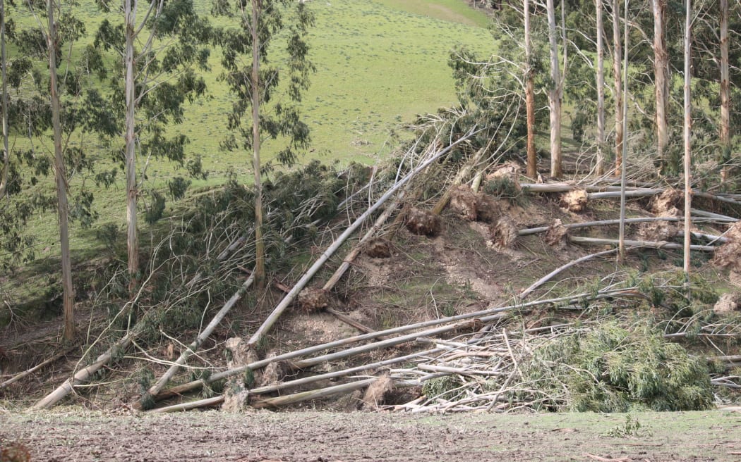 One week since a wind storm tore through the country's south, some Clutha district farmers say the financial hit could be harsher than they originally feared.