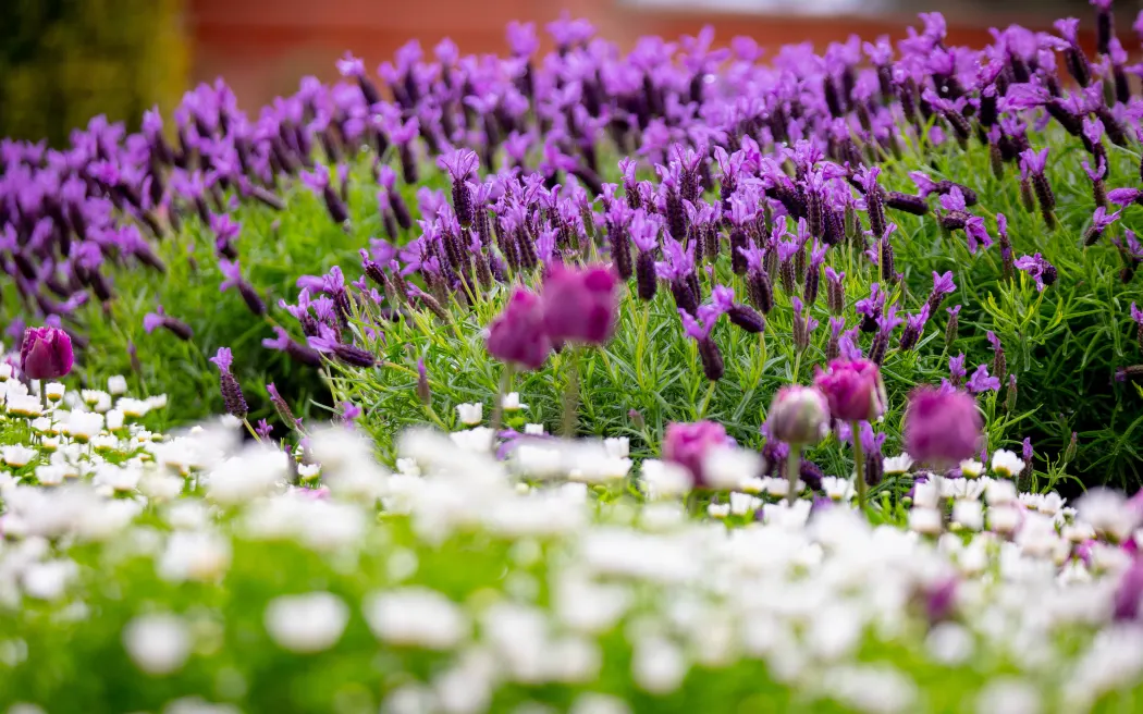 What goes into the planning for Wellington Botanic Garden