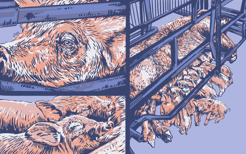 Stylised illustration of a sow in a farrowing crate and piglets nursing