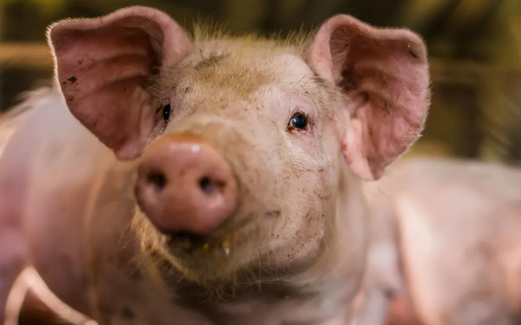 SPCA 'bất ngờ' trước luật phúc lợi lợn mới: Không được tham vấn, lo ngại 'thất bại nghiêm trọng' 5 Young pig feeding indoor farm