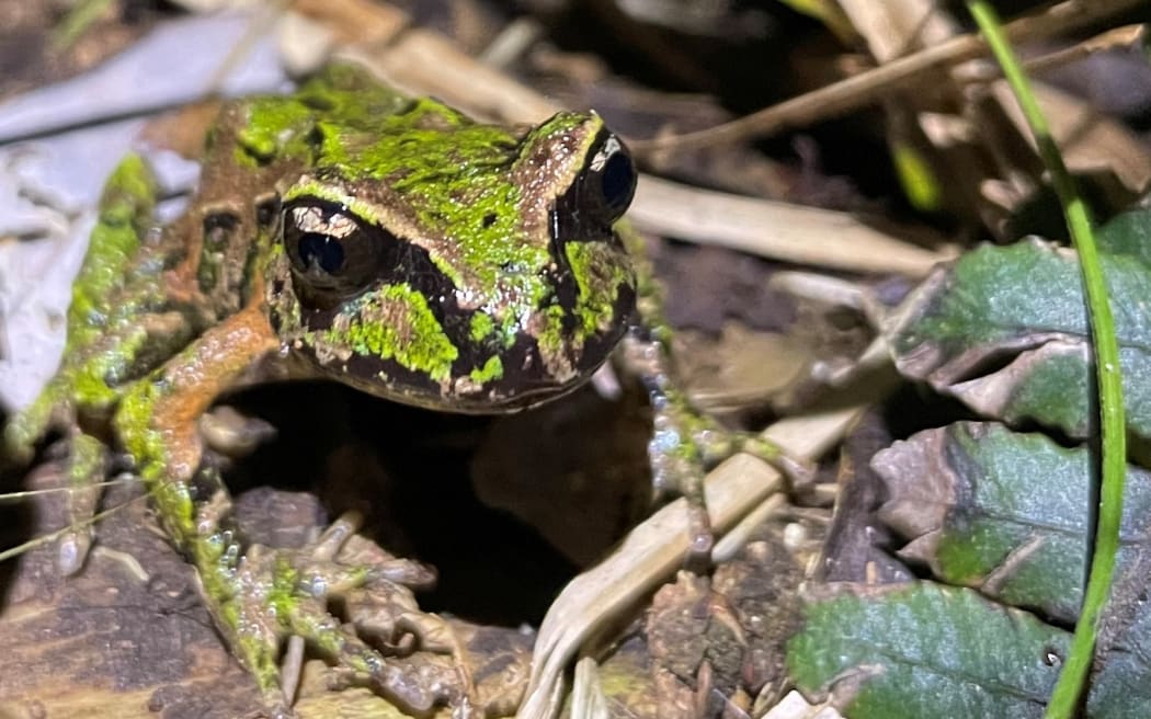 Bộ trưởng Môi trường bị chỉ trích vì "im lặng" trước các dự án cấp tốc 3 An Archey's frog