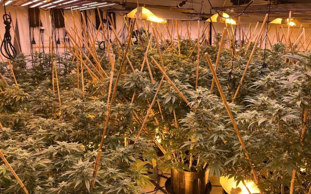 Đột kích Auckland: Phát hiện hơn 1,2 tấn thuốc lá lậu và nhà trồng cần sa 1 A cannabis grow-house was found during search warrants in Auckland on October 22.
