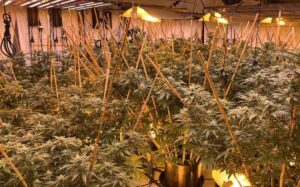 A cannabis grow-house was found during search warrants in Auckland on October 22.