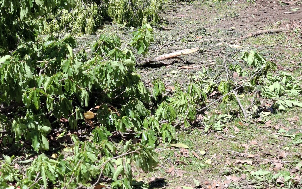 The community rallied to help get the area ready for the Hurunui Garden Festival after last week's storm downed many trees.