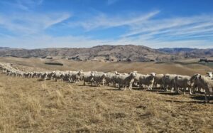 Hurunui drought