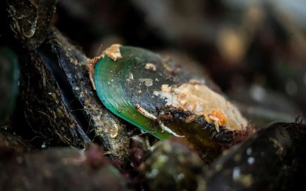 Cảnh báo khẩn cấp: Hải sản Taranaki nhiễm độc tố nguy hiểm 86 Green-lipped mussels.