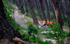 A man has died after being hit by a falling branch on Mount Victoria, in Wellington.