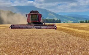 The wheat harvest in Canterbury in 2021.