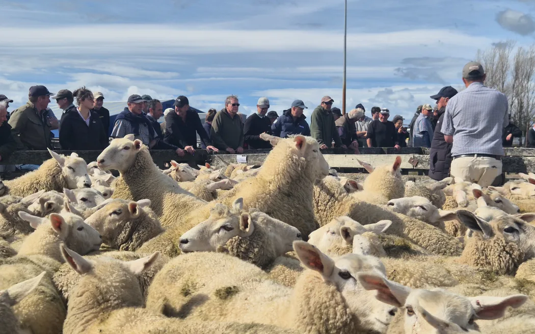 There's plenty of action, with the odd runaway sheep.