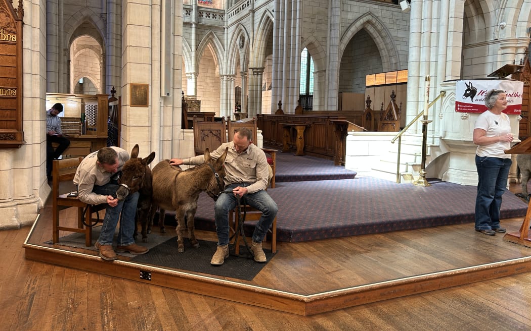 Picture of two donkeys looked after by their carers.