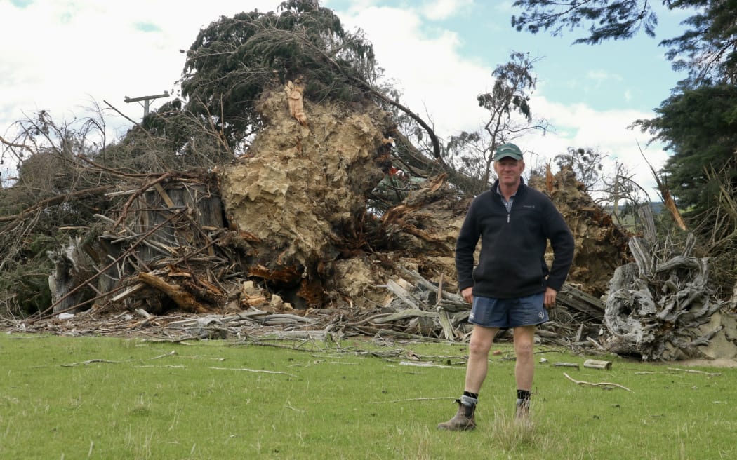 Bão lớn hoành hành, hàng ngàn hộ dân New Zealand mất điện sang tuần thứ hai 6 Tony Homer and the large macrocarpa trees which have fallen on his farm during severe spring storms, in October, 2025, taking out a span of powerline.