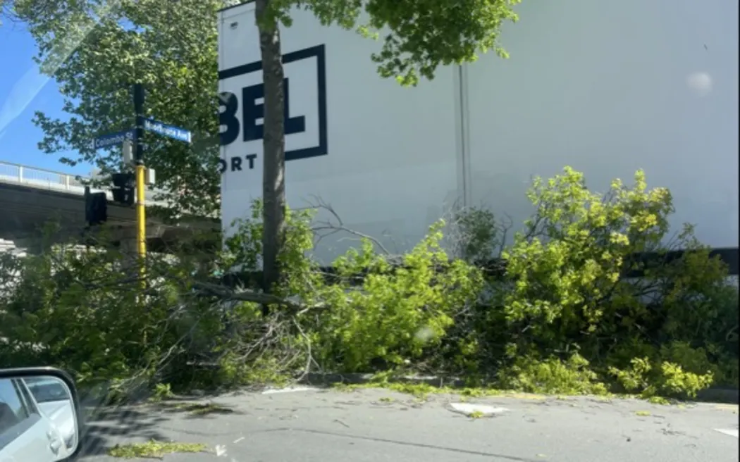 Tree downed on Colombo Street, Christchurch.