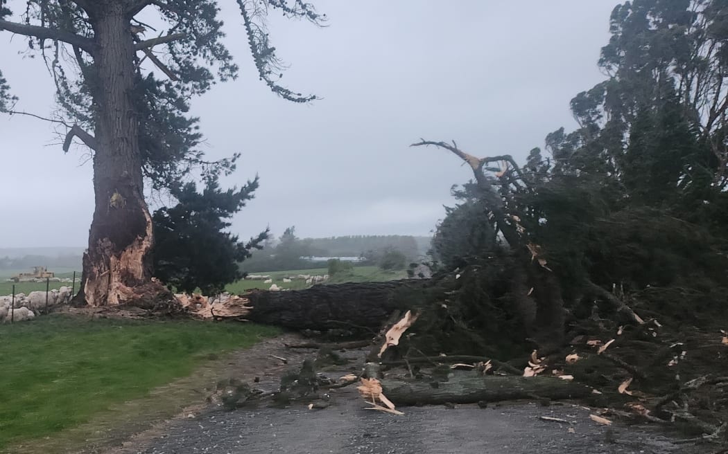 Đảo Nam oằn mình sau bão: Những câu chuyện từ tâm điểm thiên tai 3 Trees down in the Clutha region after the bad weather.