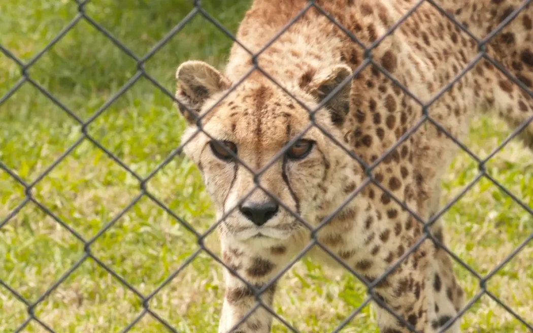 A cheetah at Whangārei's revived Kamo Wildlife Sanctuary.