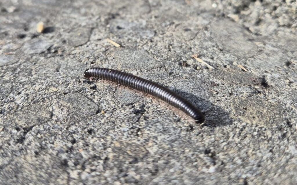 A Portuguese millipede at Te Kopahou information centre on 21 May 2025.