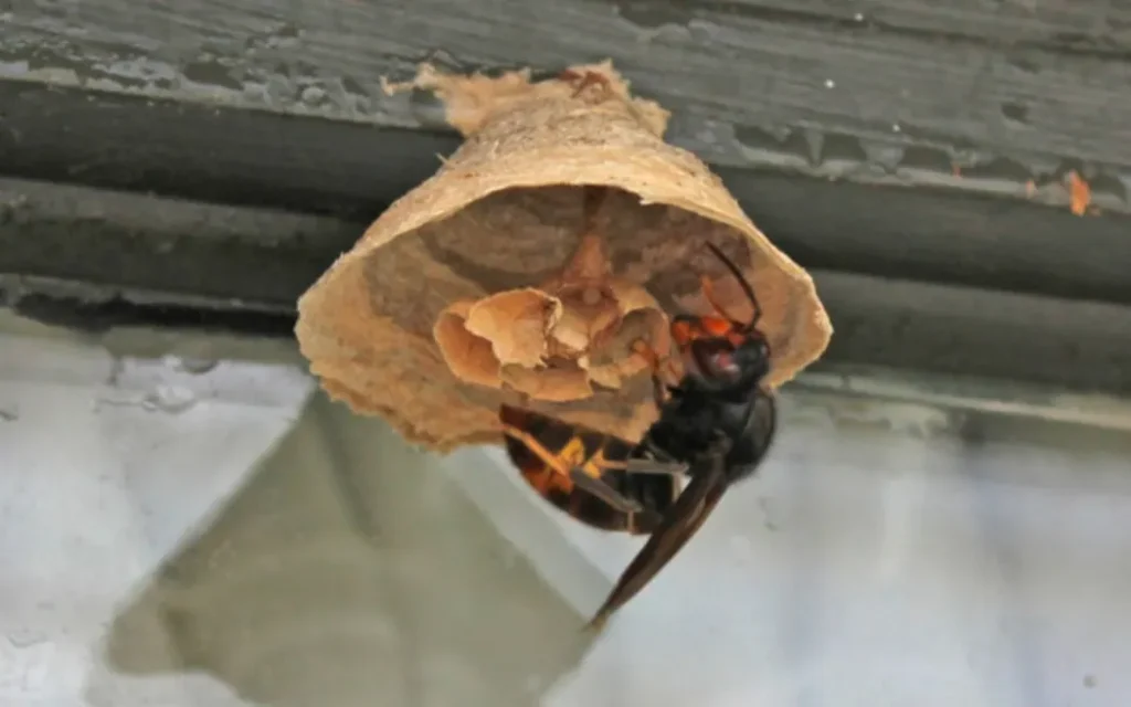 Auckland Phát Hiện Ong Chúa Bắp Cày Chân Vàng Thứ Tư: Lo Ngại Về Loài Xâm Lấn Tăng Cao 1 Yellow-legged hornets (Vespa velutina) have recently been sighted in the Auckland region. MPI have put out advisories after a queen was found on 17 October 2025.