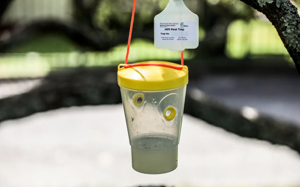 Biosecurity New Zealand: Hơn 100 bẫy và xét nghiệm gen để đối phó ong bắp cày chân vàng 2 Biosecurity New Zealand is using traps and genetic testing to hit back against the threat of yellow-legged hornets.