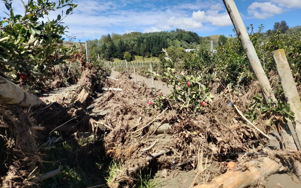 A ruined apple crop at Pheasant Farm, Esk Valley.