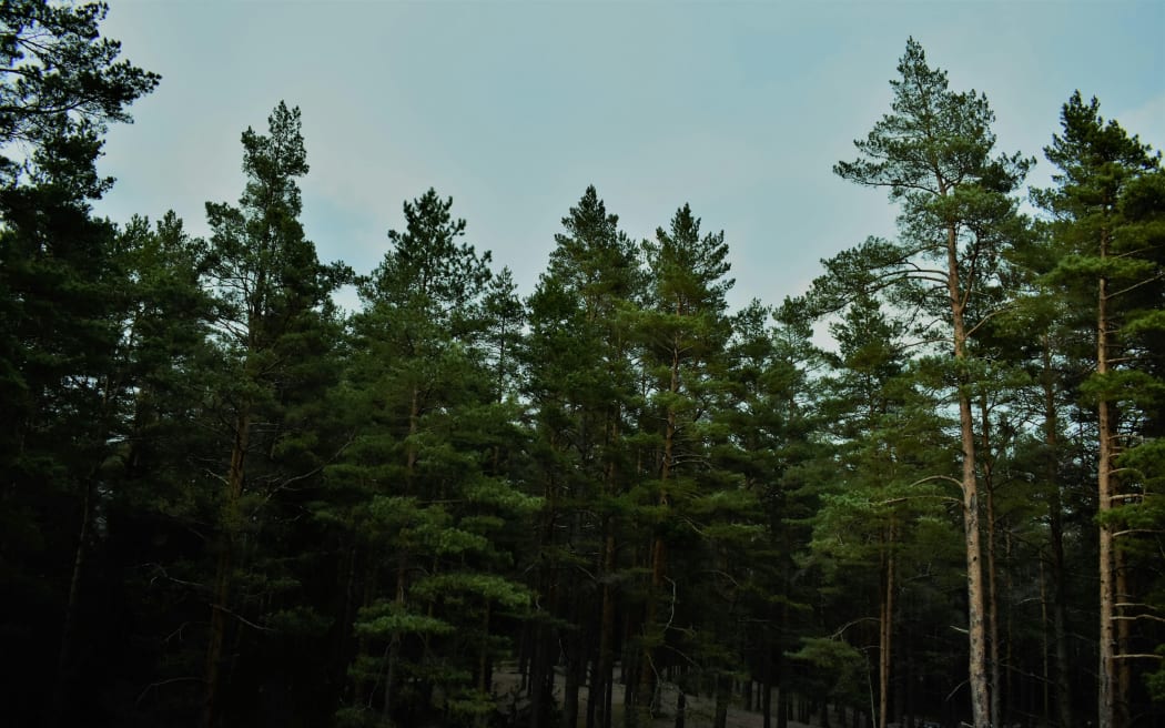 Vụ tài xế tử nạn trên đường rừng: Công ty bị cáo buộc nay đầu tư công nghệ cao để đảm bảo an toàn 2 Pine trees