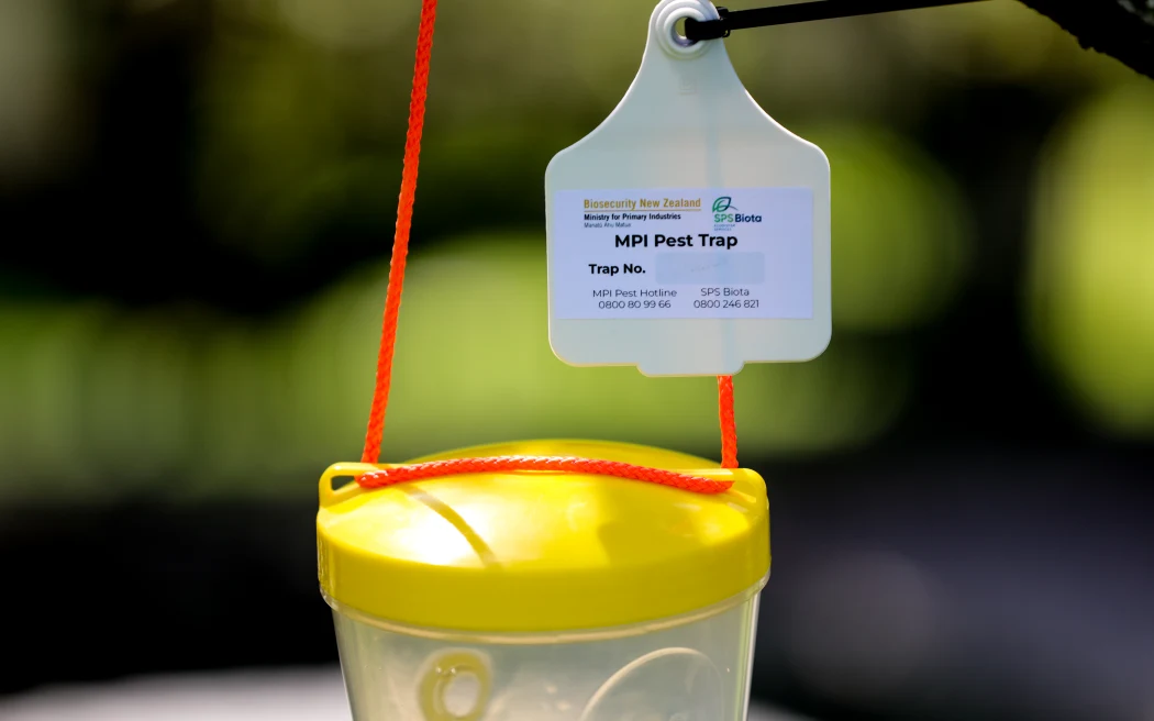Biosecurity New Zealand: Hơn 100 bẫy và xét nghiệm gen để đối phó ong bắp cày chân vàng 3 Biosecurity New Zealand is using traps and genetic testing to hit back against the threat of yellow-legged hornets.