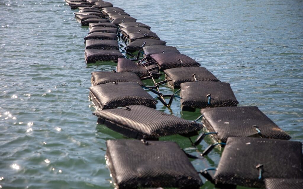 Oyster farm Mahurangi