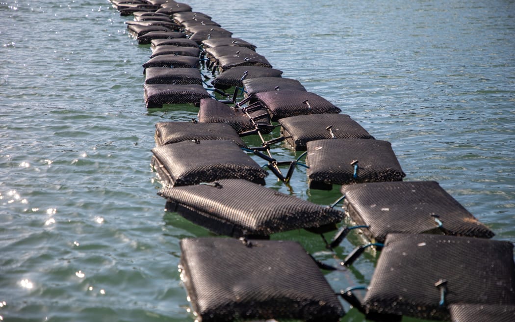 Oyster farm Mahurangi