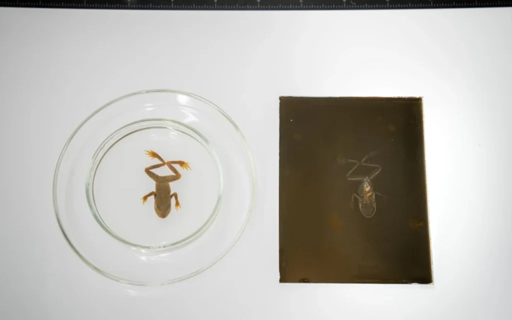 The original frog alongside the earliest known surviving X-ray, which was taken in 1896.